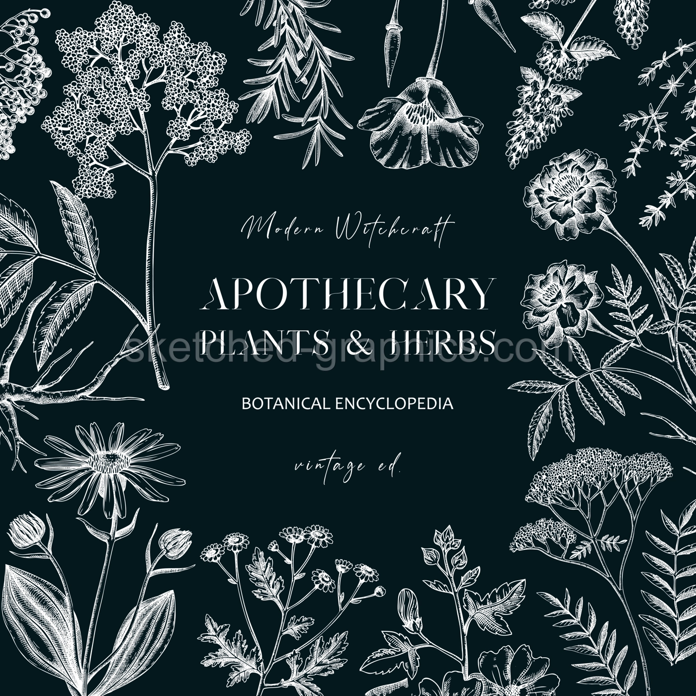 Apothecary plant frame design on chalkboard. Witchcraft background. Herbal remedies, medicinal plant, natural medicine hand-drawn vector illustration. Vinatge card template. NOT AI genereted Illustration